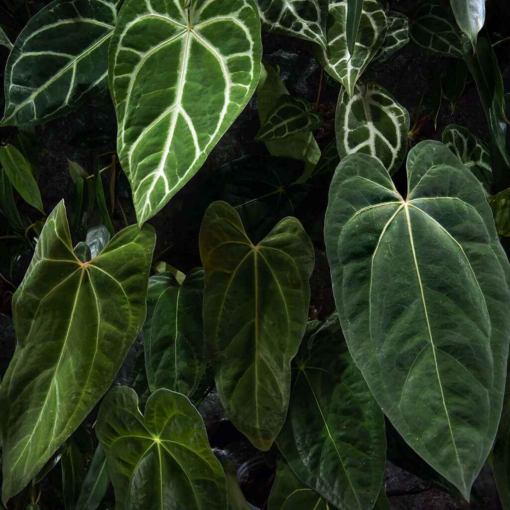 Anthurium Plant Care - Expert Guide