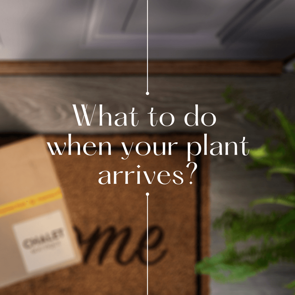 What to do when your plant arrives?