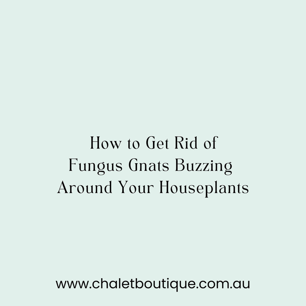 How to Get Rid of the Fungus Gnats Buzzing Around Your Houseplants