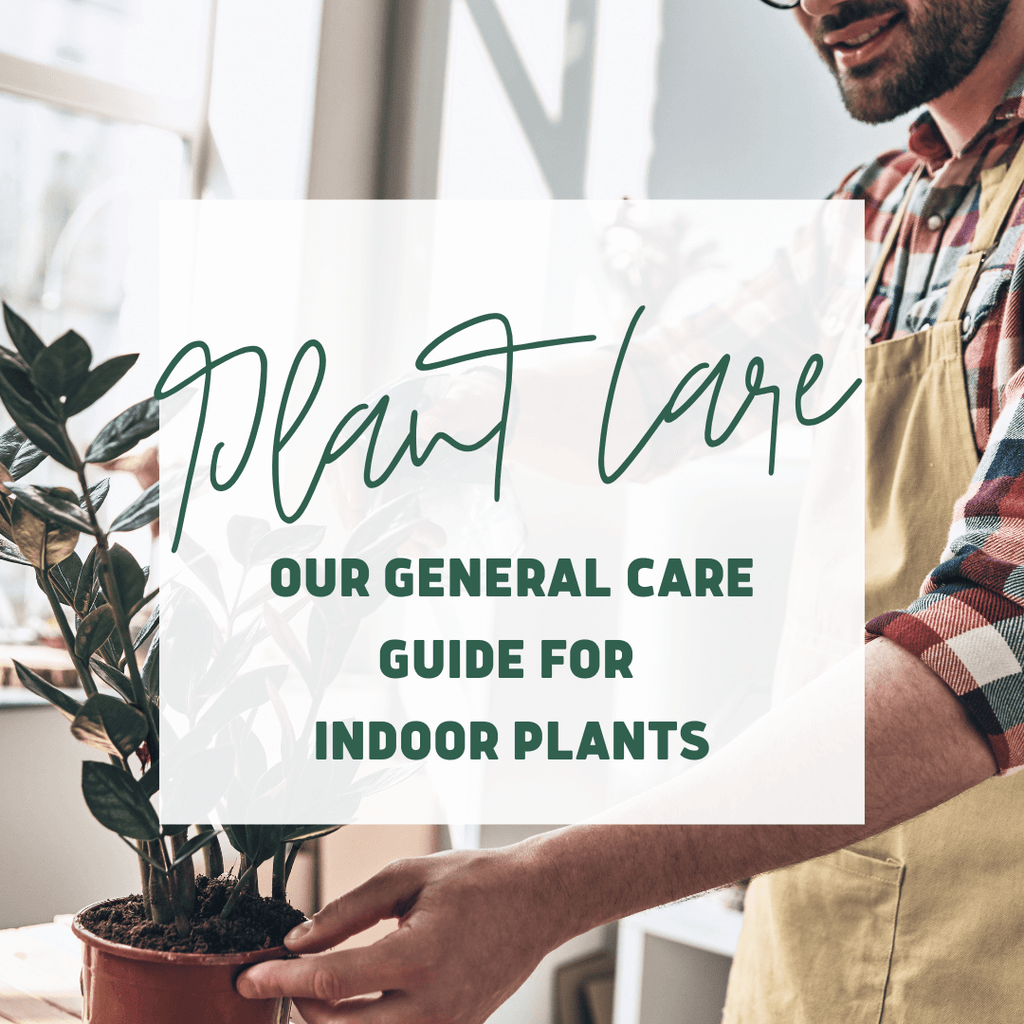 General Care for indoor plants