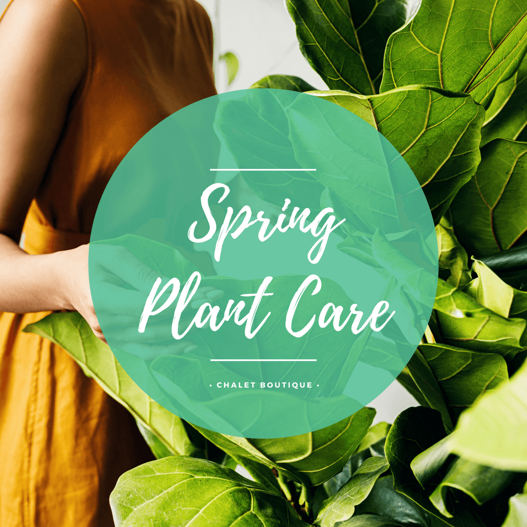 Spring Plant Care Guide
