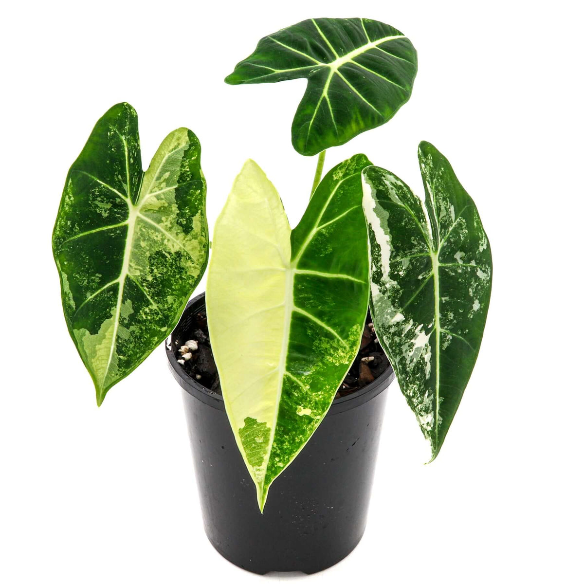 monstera künstlich Künstliche Monstera - Joe