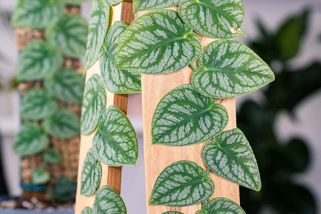 How to Propagate Monstera Dubia Easily