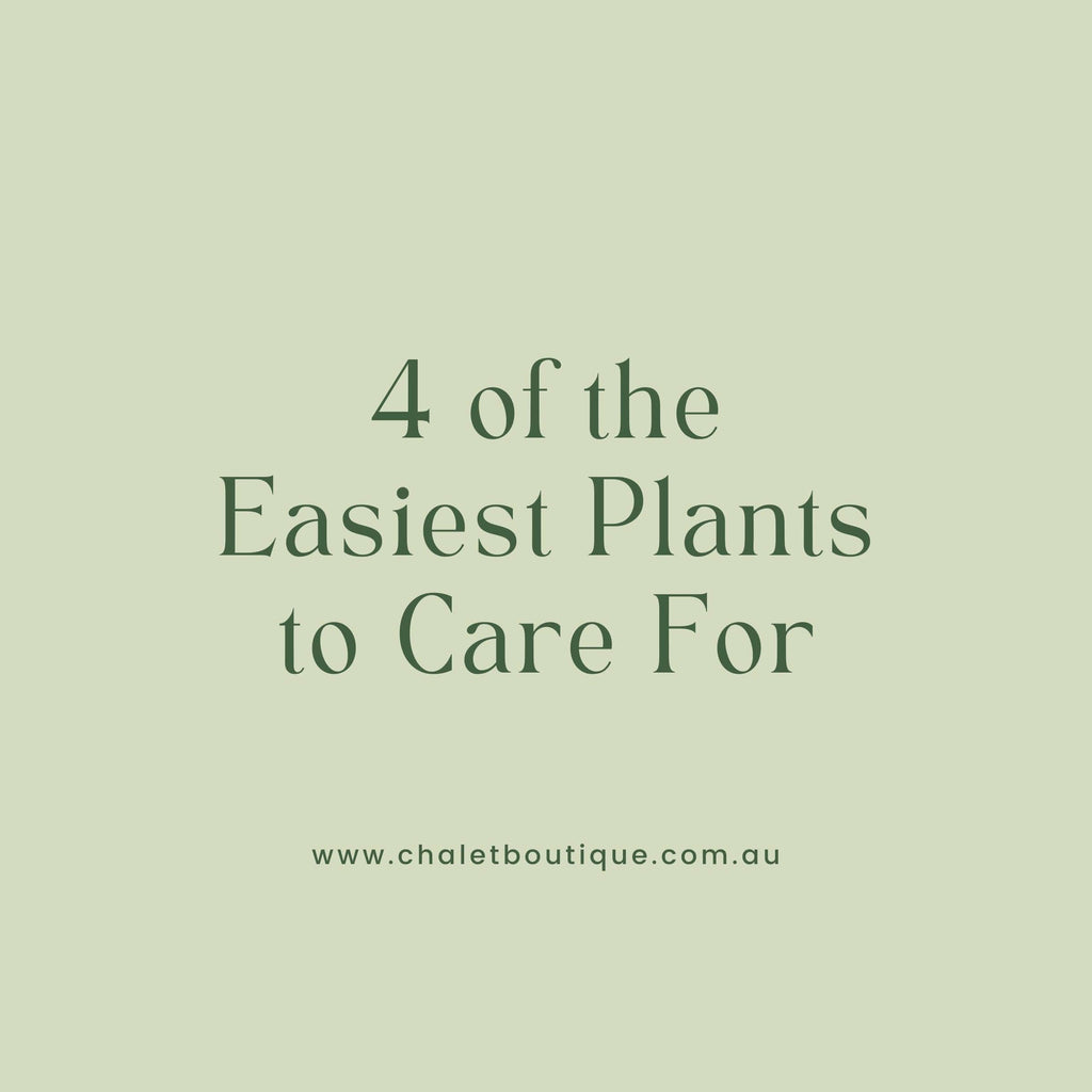 4 of the Easiest Plants to Care For