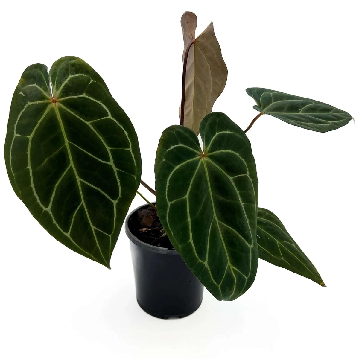 Anthurium-Black-Sabbath-Angle-