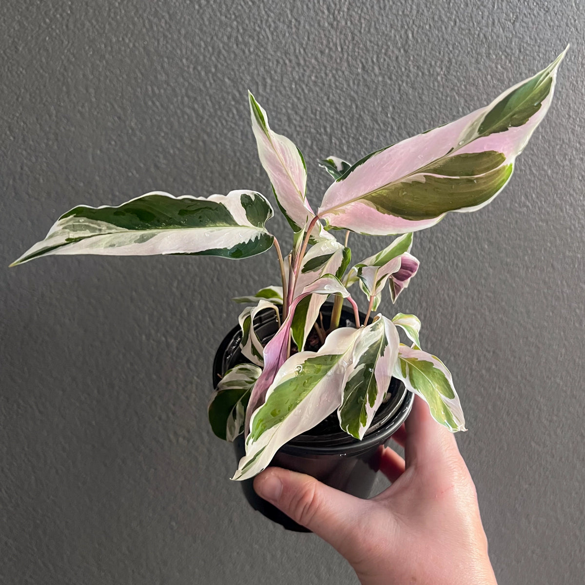 Calathea White Fusion 'Goeppertia lietzei' Plants Australia
