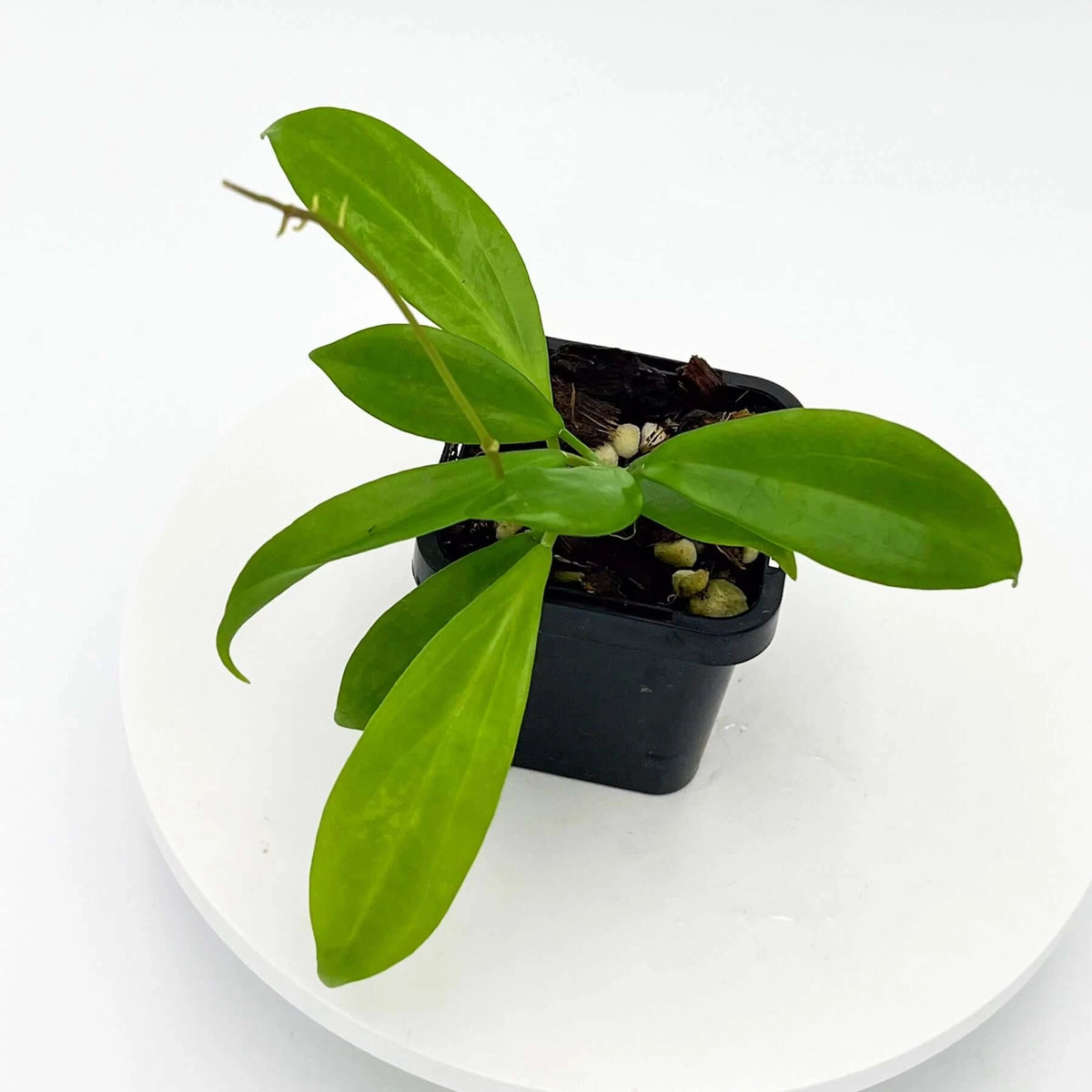 Hoya samoensis CC61 Buy Indoor Plants Online in Australia