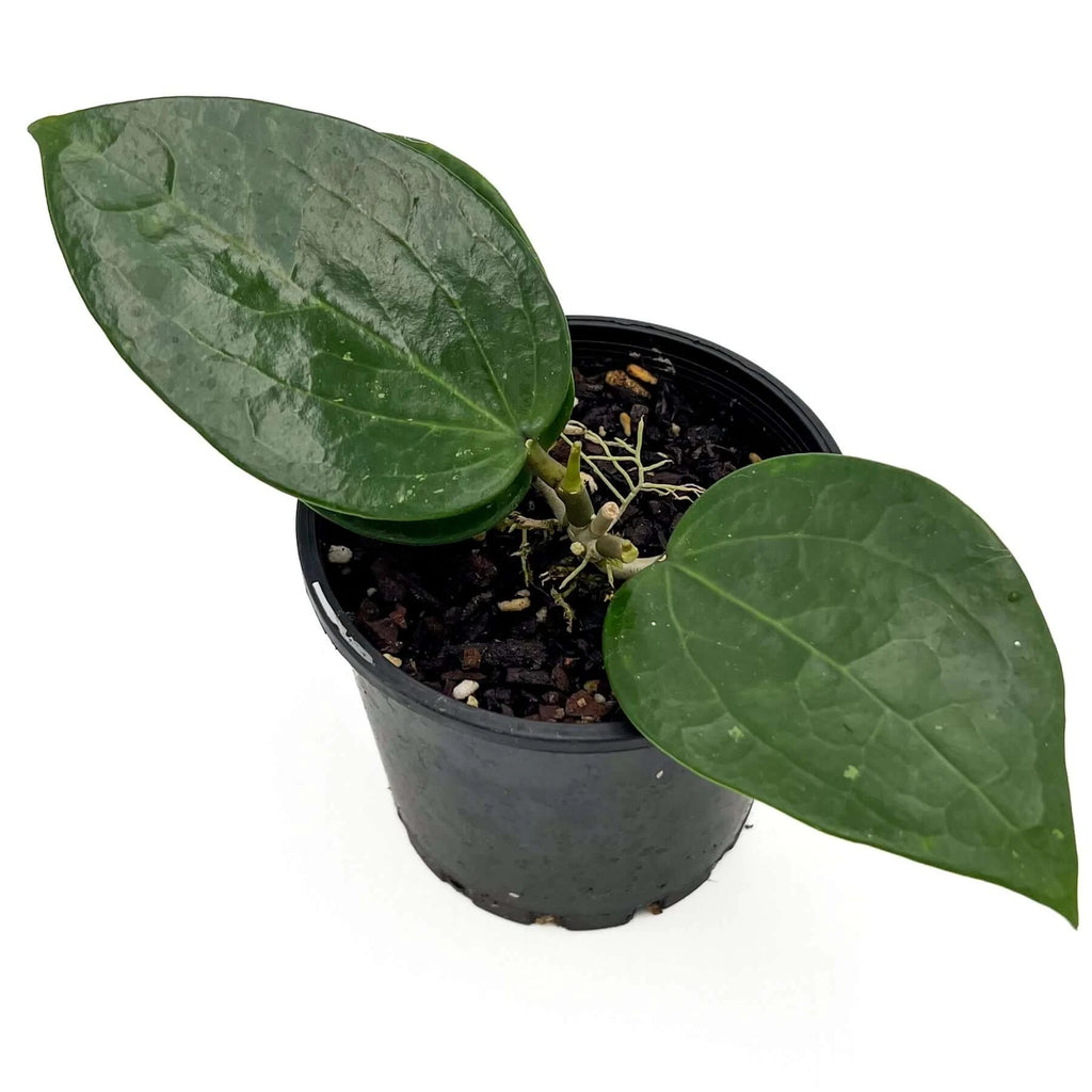 Hoya verticillata ‘Chiang Mai’ | Indoor Plant | Chalet Boutique - Australia