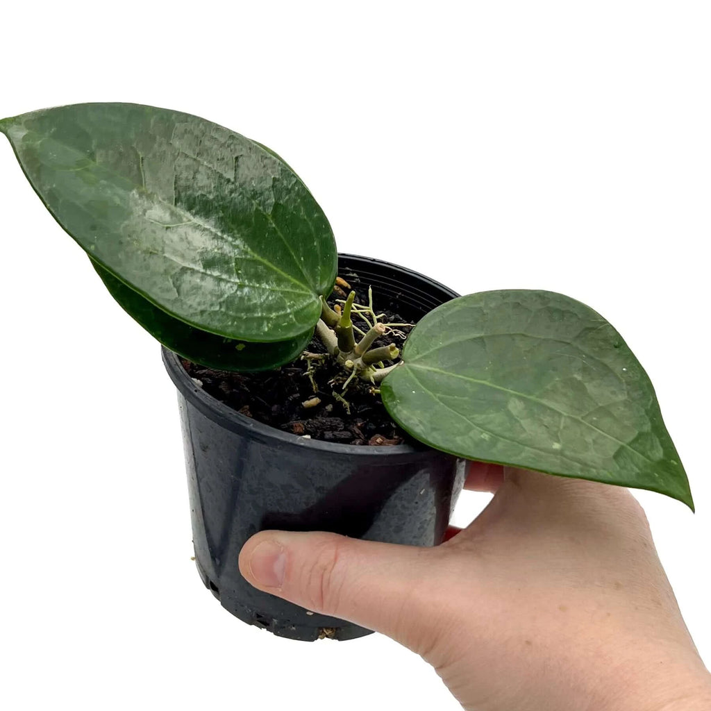 Hoya verticillata ‘Chiang Mai’ | Indoor Plant | Chalet Boutique - Australia