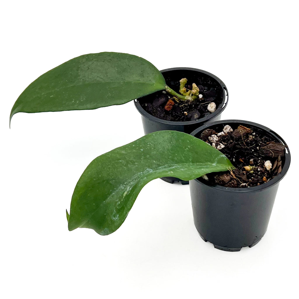 Hoya arnottiana | Indoor Plant | Chalet Boutique - Australia