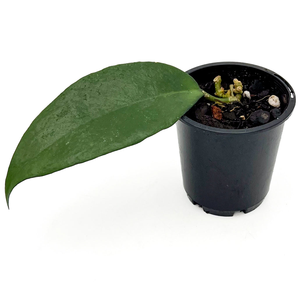 Hoya arnottiana | Indoor Plant | Chalet Boutique - Australia