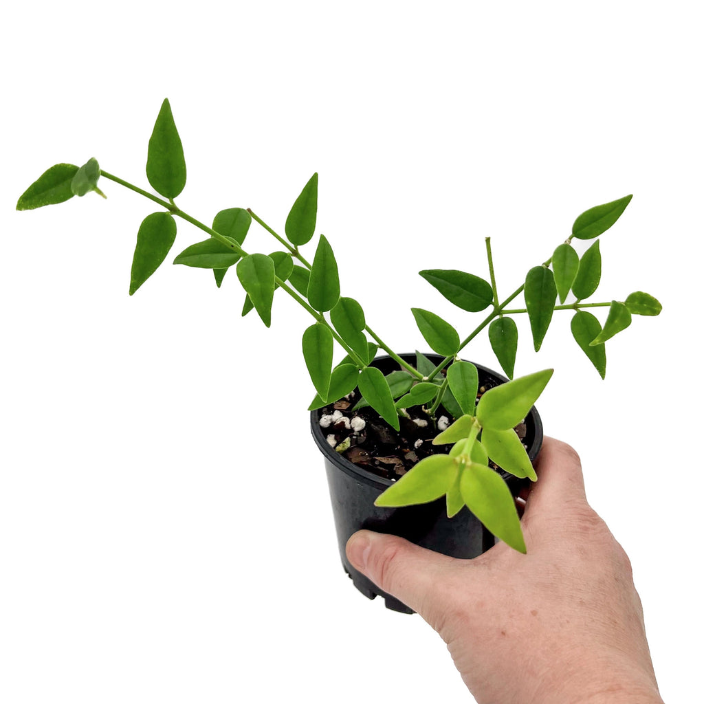 Hoya bella | Indoor Plant | Chalet Boutique - Australia