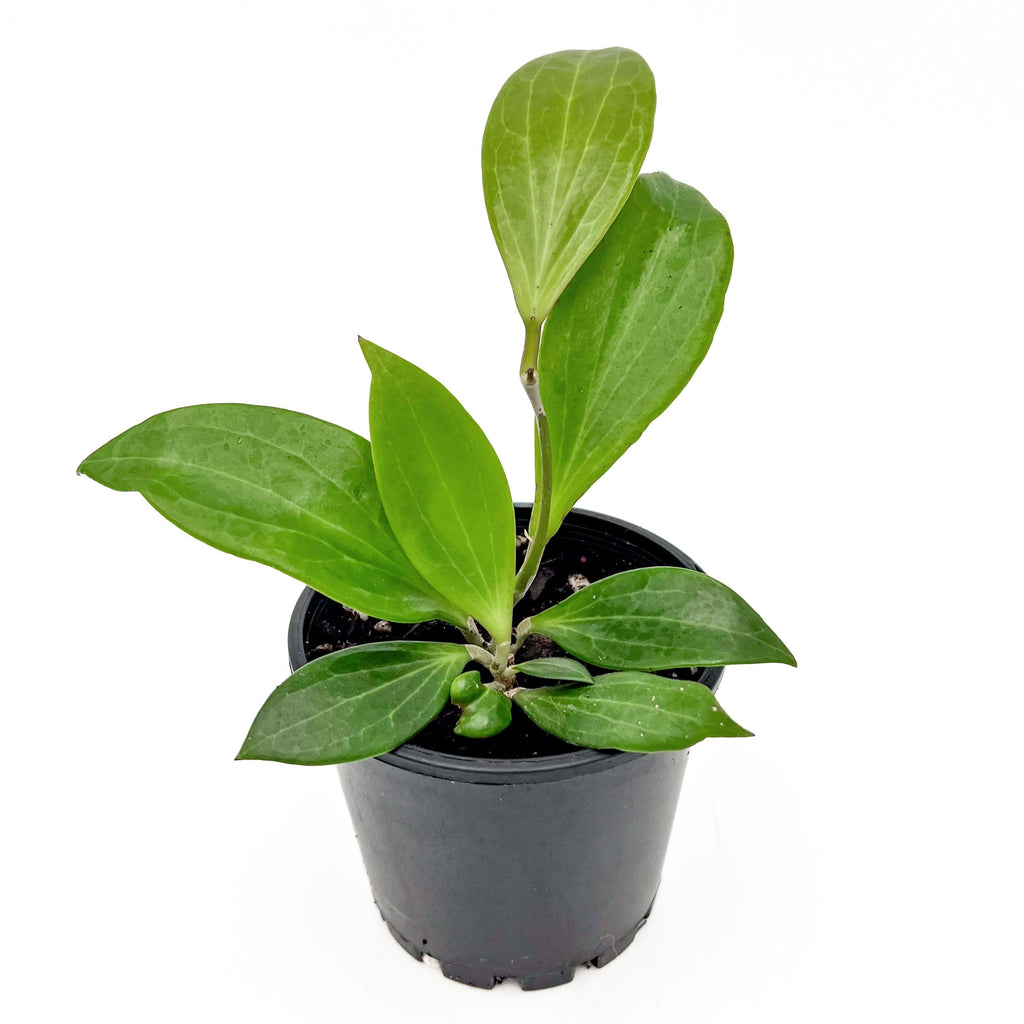 Hoya benguetensis | Indoor Plant | Chalet Boutique - Australia