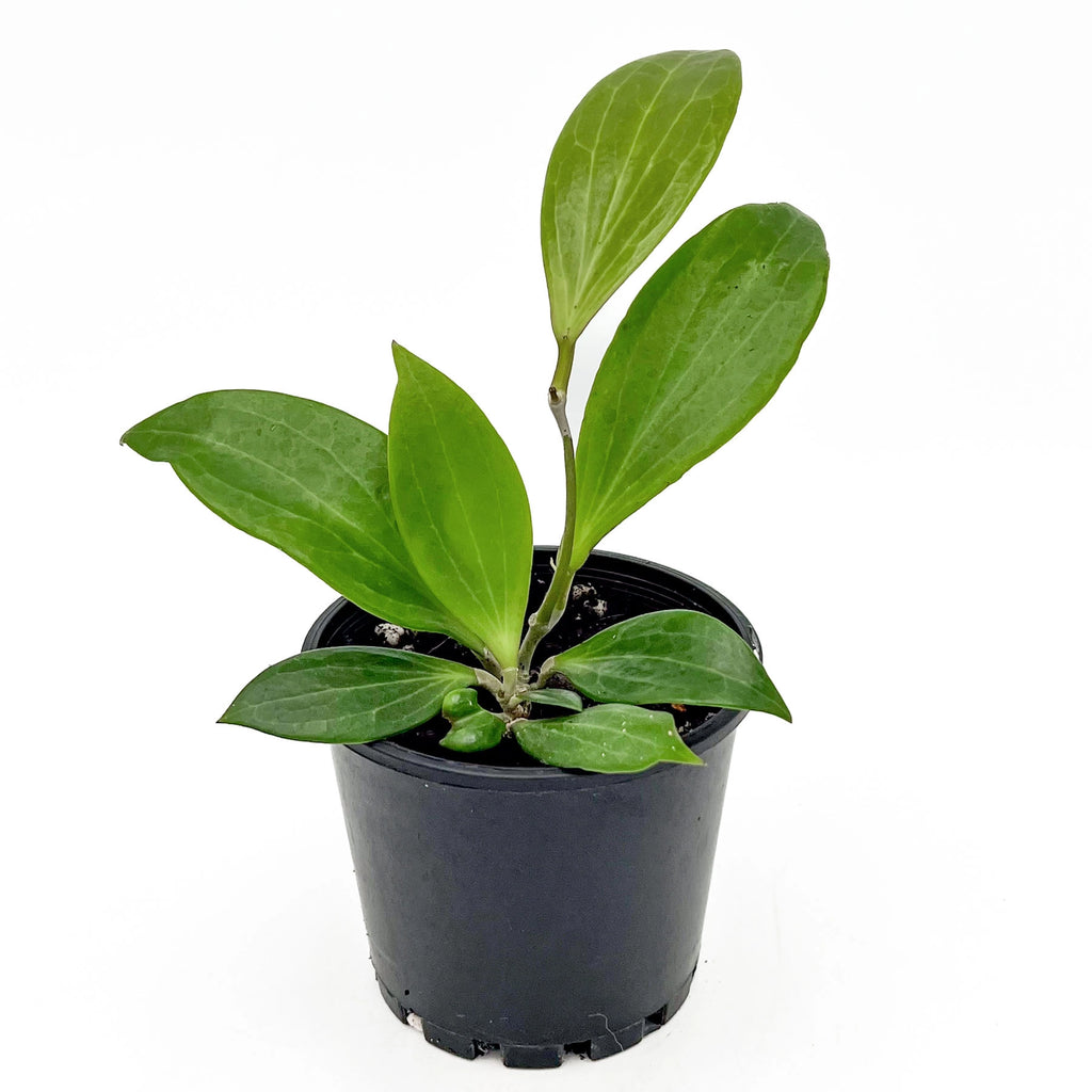 Hoya benguetensis | Indoor Plant | Chalet Boutique - Australia