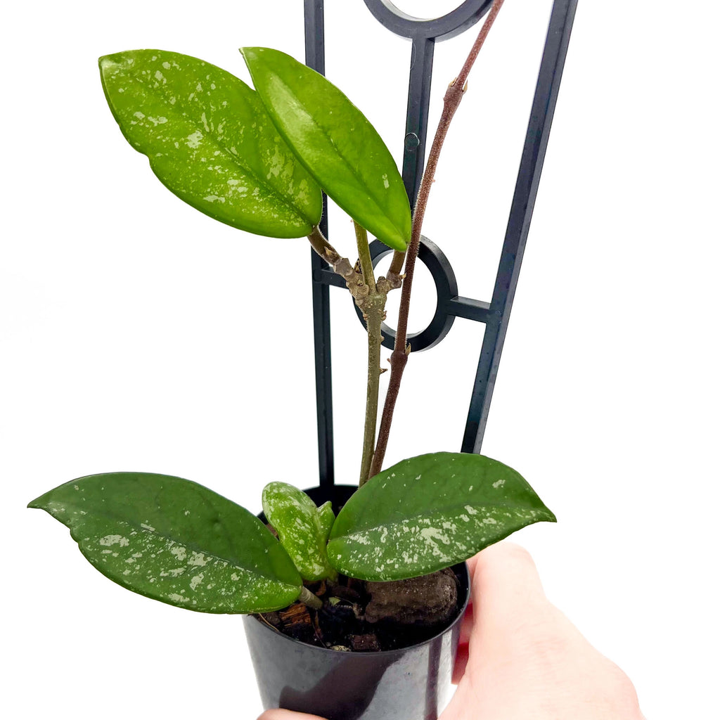 Hoya carnosa 'Green Exotica' | Indoor Plant | Chalet Boutique - Australia