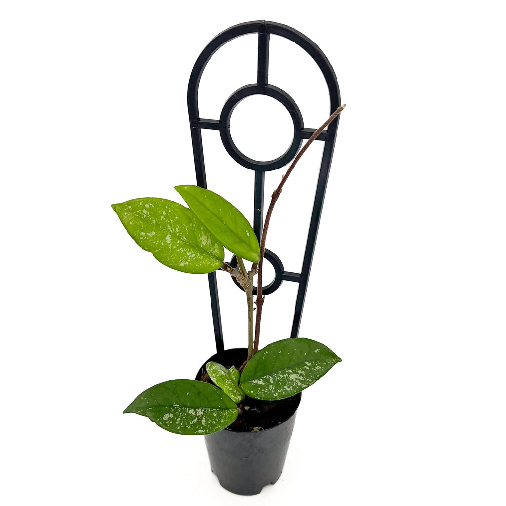 Hoya carnosa 'Green Exotica' | Indoor Plant | Chalet Boutique - Australia