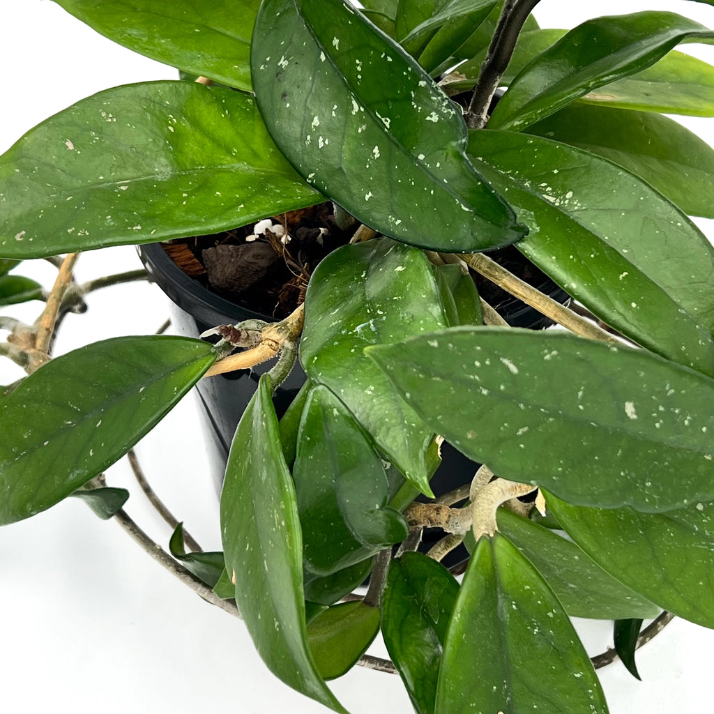 Hoya crassifolia China | Indoor Plant | Chalet Boutique - Australia