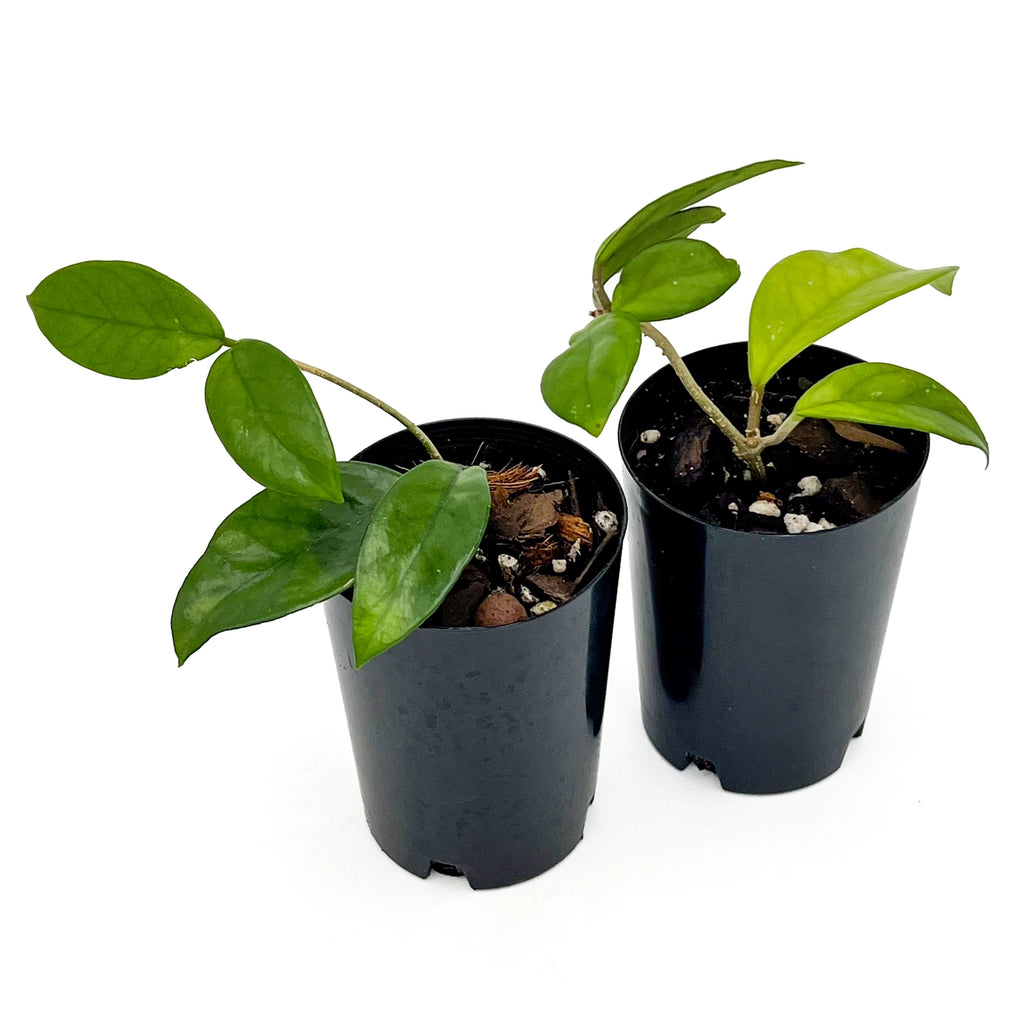 Hoya dasyantha | Indoor Plant | Chalet Boutique - Australia