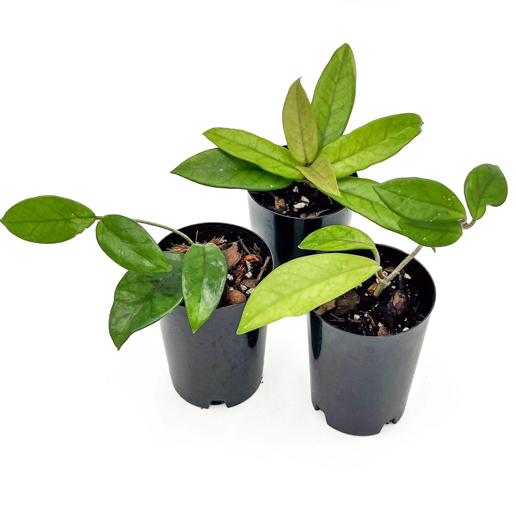Hoya dasyantha | Indoor Plant | Chalet Boutique - Australia