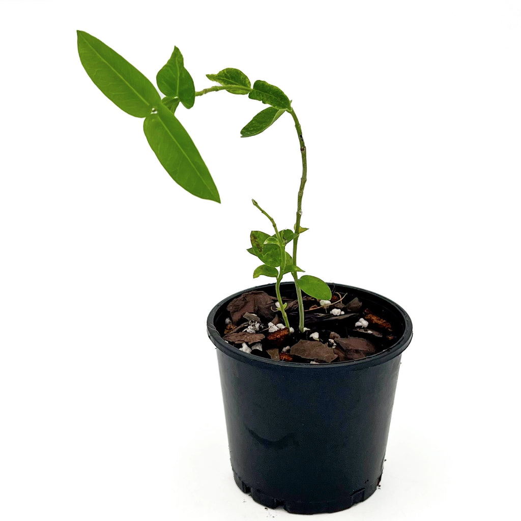 Hoya densifolia | Indoor Plant | Chalet Boutique - Australia
