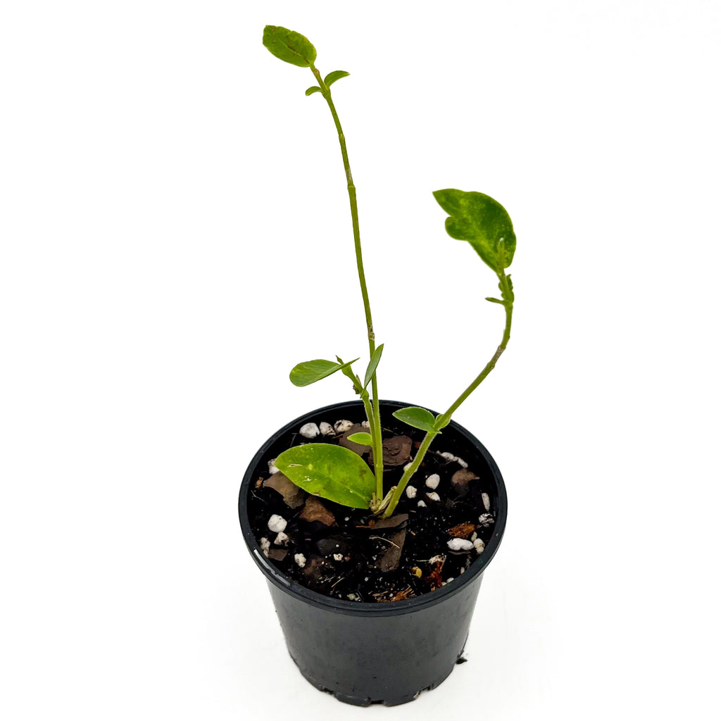 Hoya densifolia | Indoor Plant | Chalet Boutique - Australia