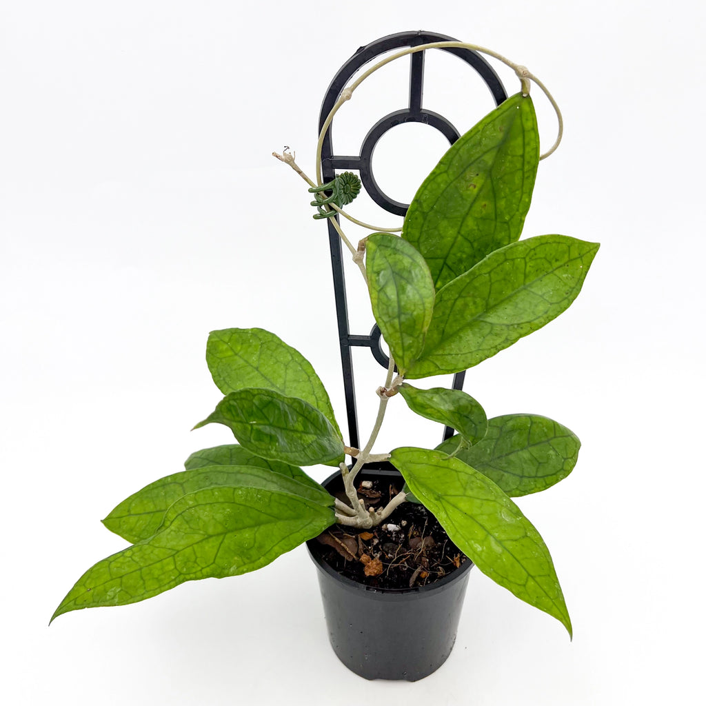 Hoya finlaysonii | Indoor Plant | Chalet Boutique - Australia
