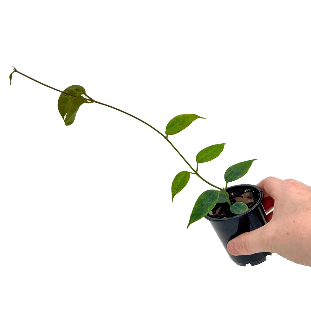Hoya 'Iris Marie' | Indoor Plant | Chalet Boutique - Australia