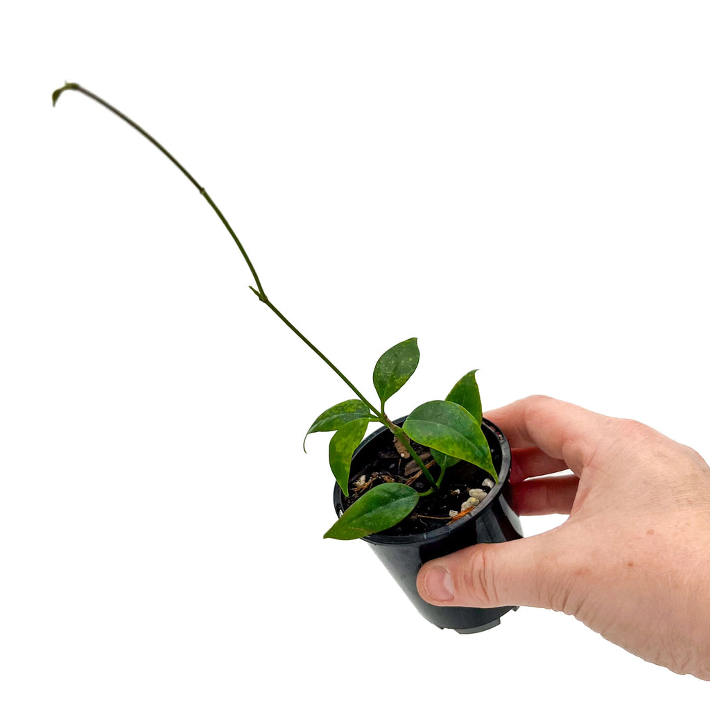 Hoya 'Iris Marie' | Indoor Plant | Chalet Boutique - Australia