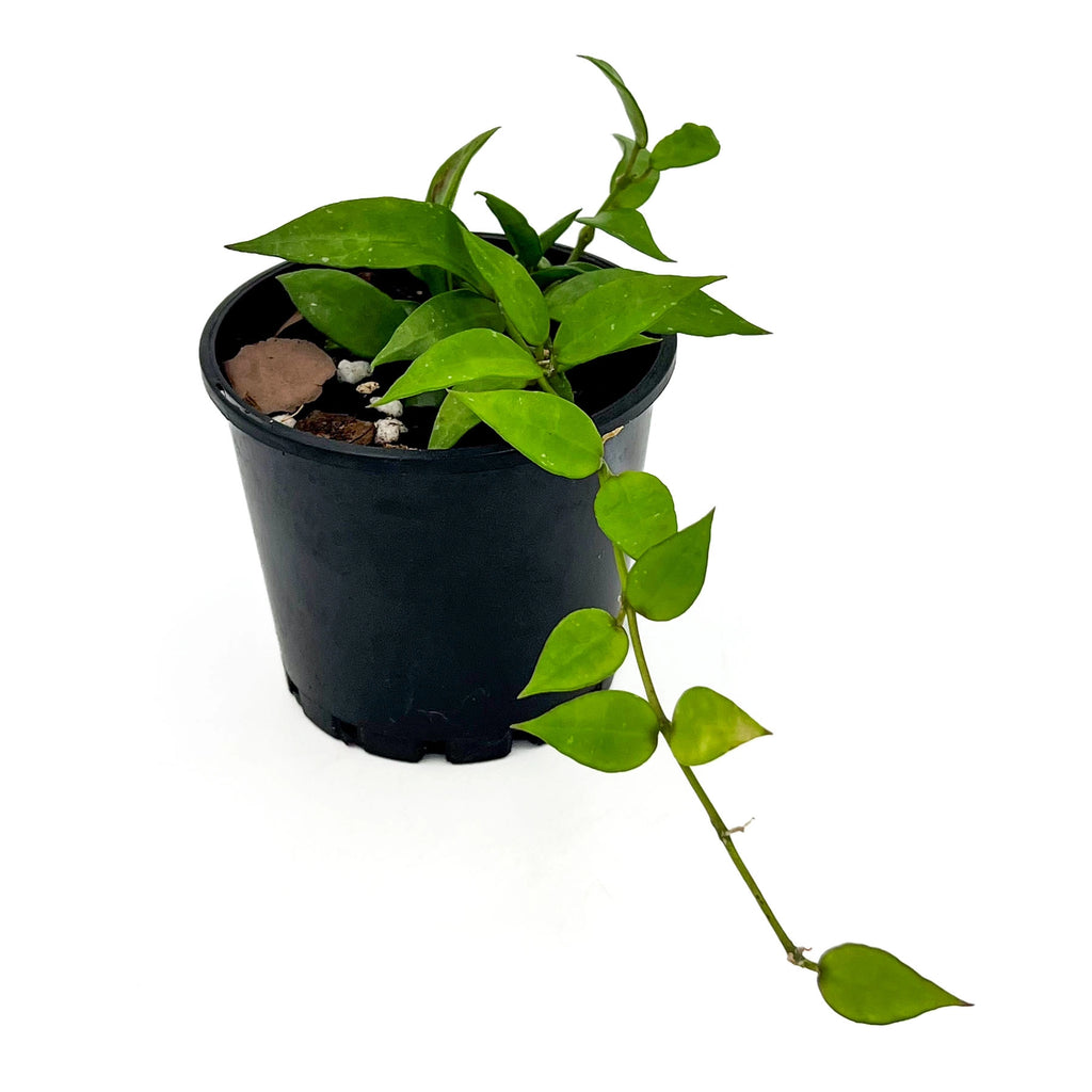 Hoya lacunosa | Indoor Plant | Chalet Boutique - Australia