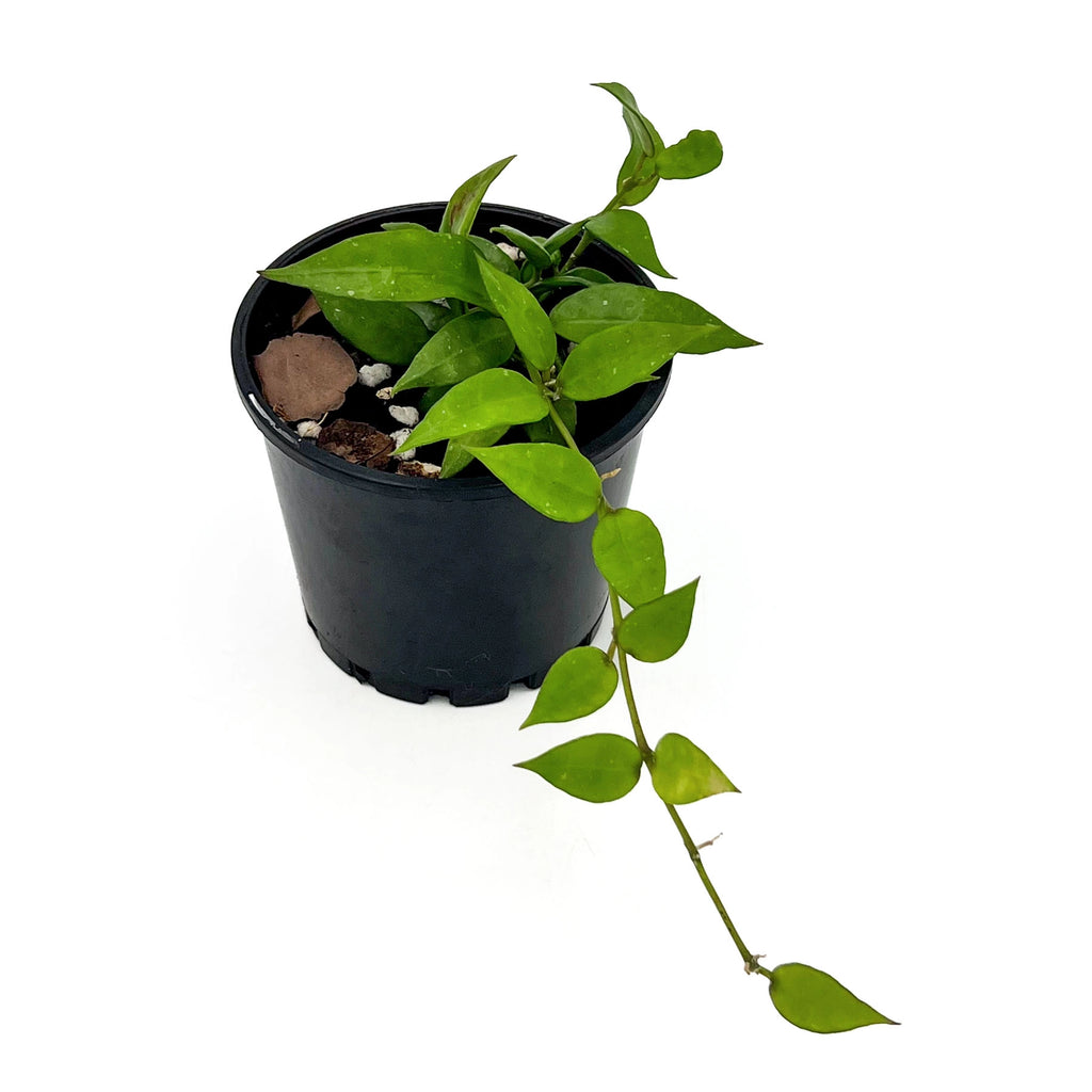 Hoya lacunosa | Indoor Plant | Chalet Boutique - Australia