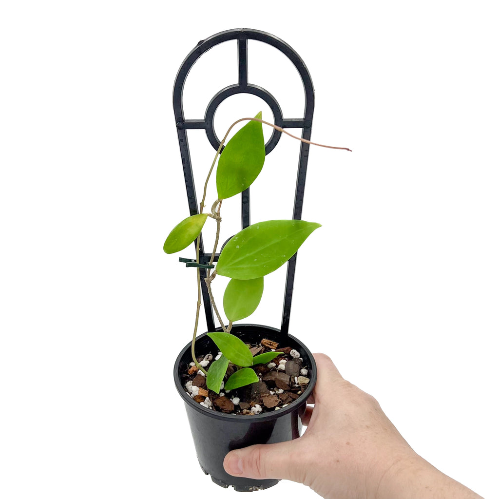 Hoya limoniaca | Indoor Plant | Chalet Boutique - Australia