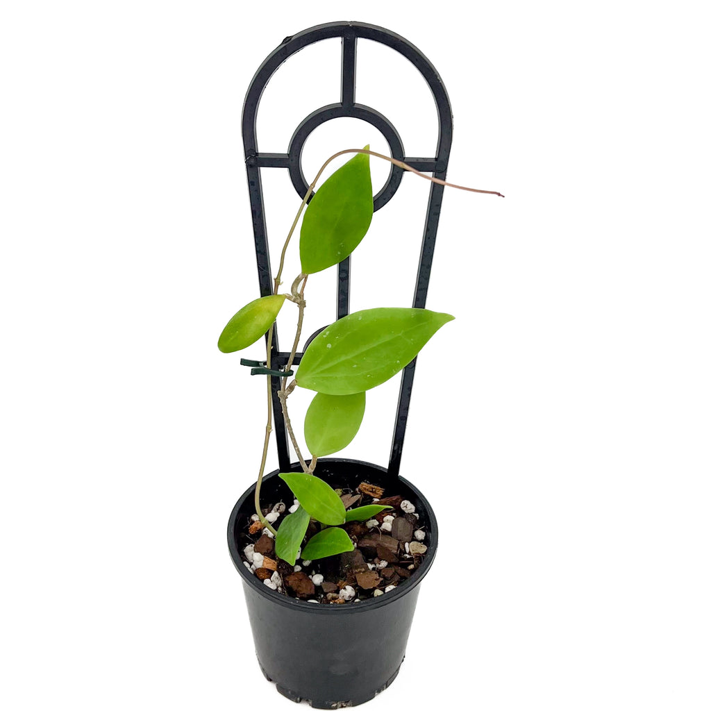 Hoya limoniaca | Indoor Plant | Chalet Boutique - Australia