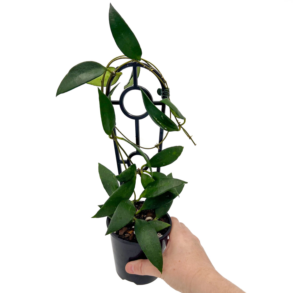 Hoya litoralis | Indoor Plant | Chalet Boutique - Australia