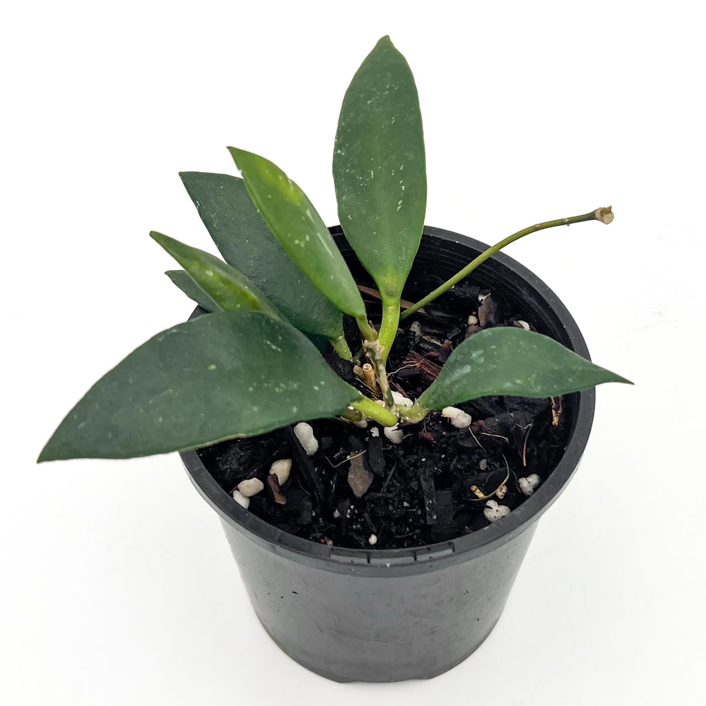 Hoya litoralis | Indoor Plant | Chalet Boutique - Australia