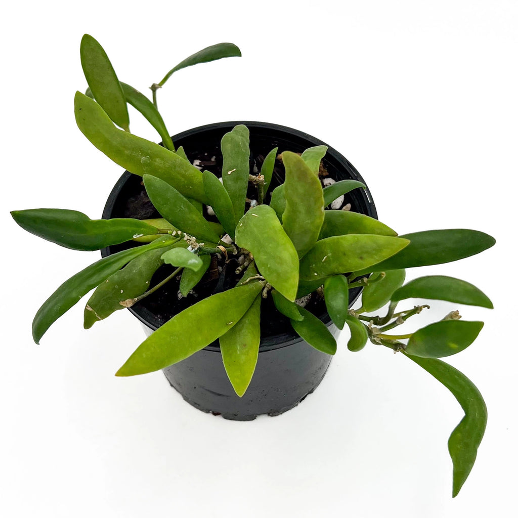 Hoya loheri | Indoor Plant | Chalet Boutique - Australia