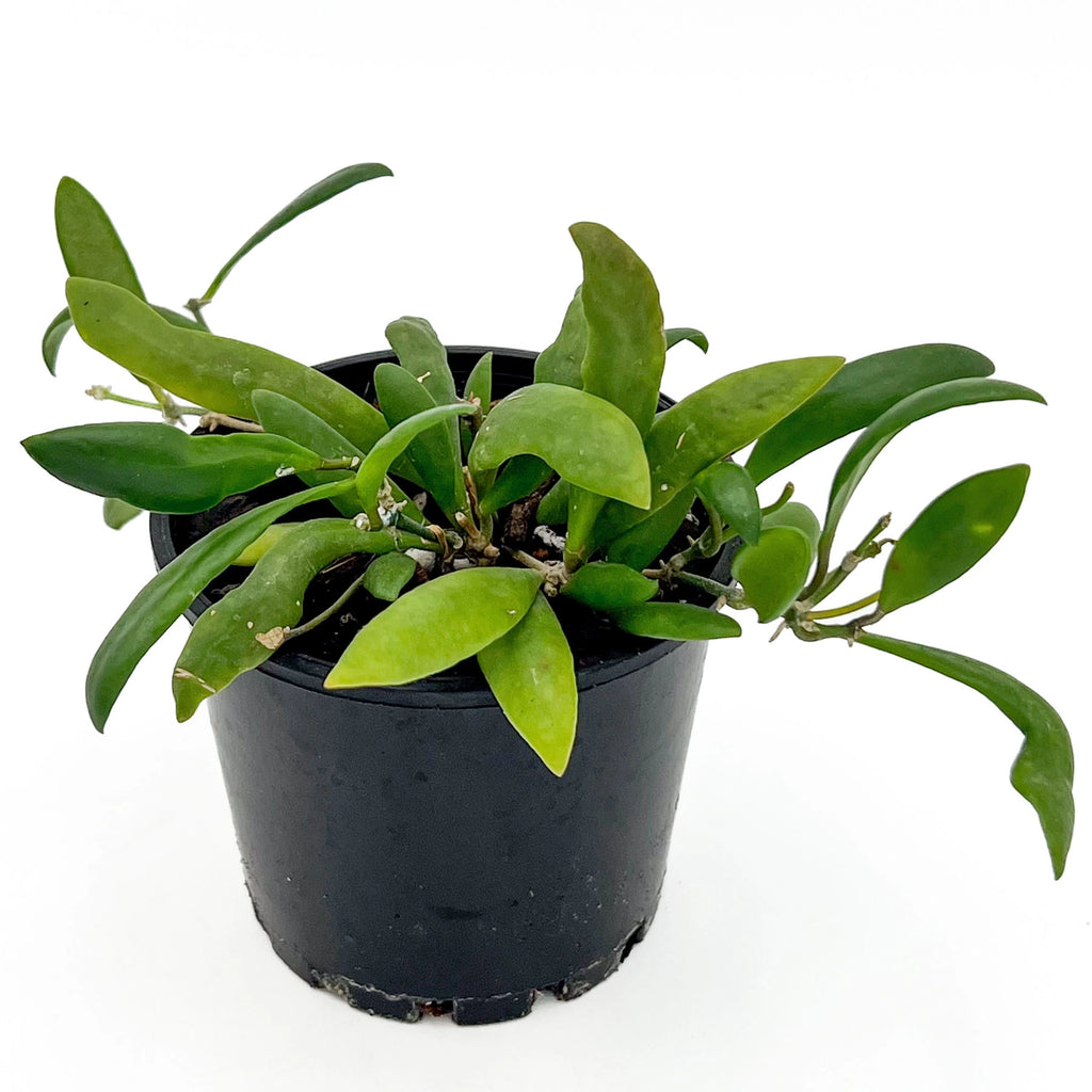 Hoya loheri | Indoor Plant | Chalet Boutique - Australia