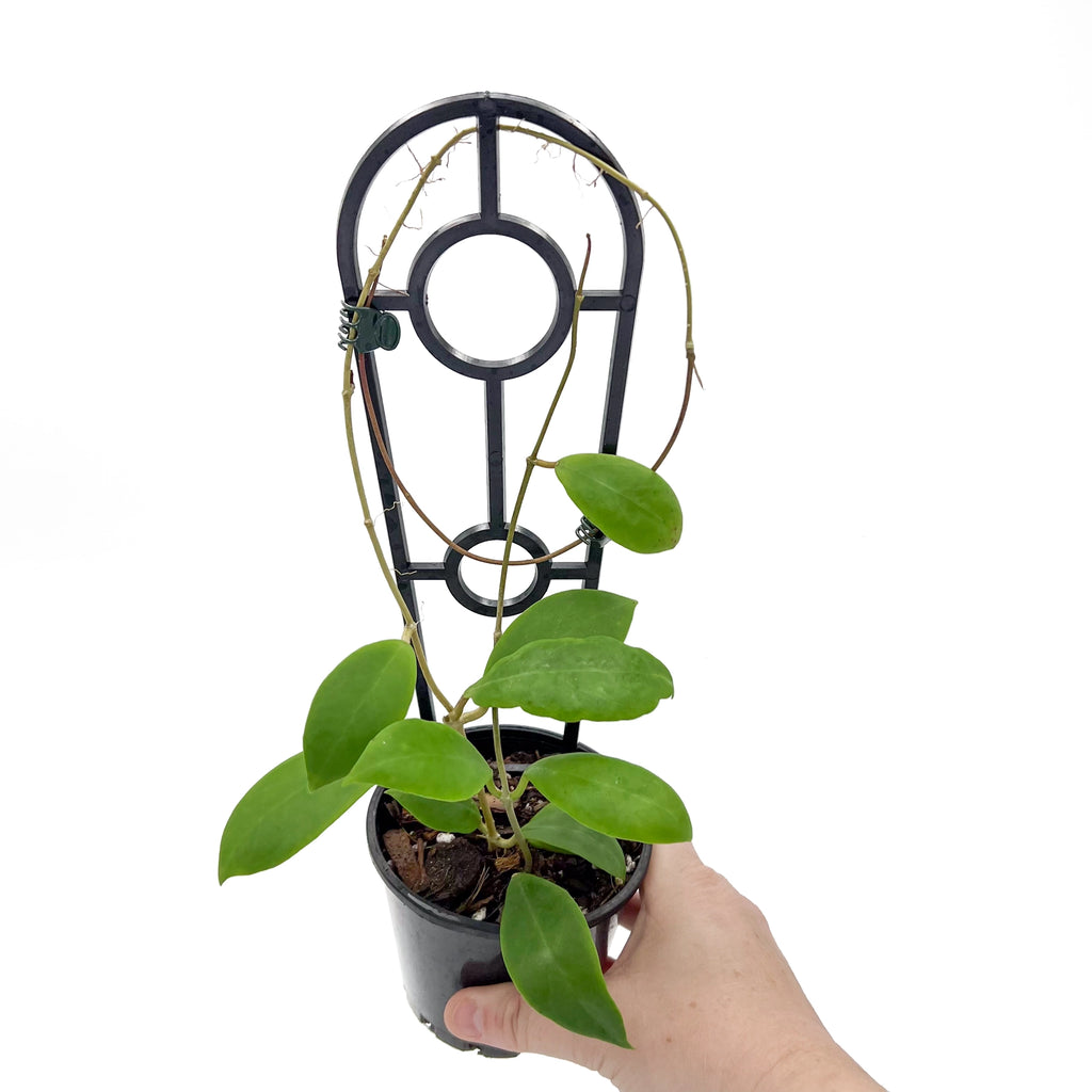 Hoya mindorensis | Indoor Plant | Chalet Boutique - Australia