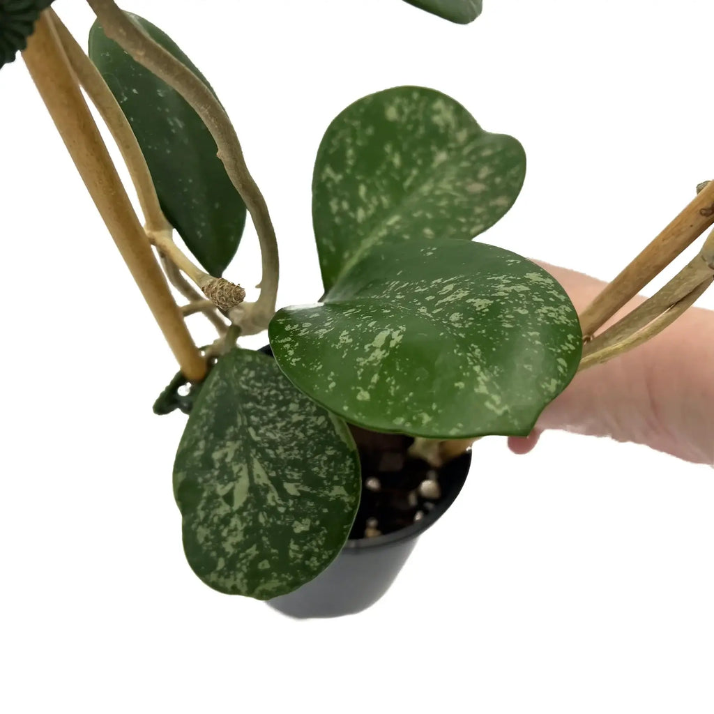 Hoya obovata (chimera) | Indoor Plant | Chalet Boutique - Australia
