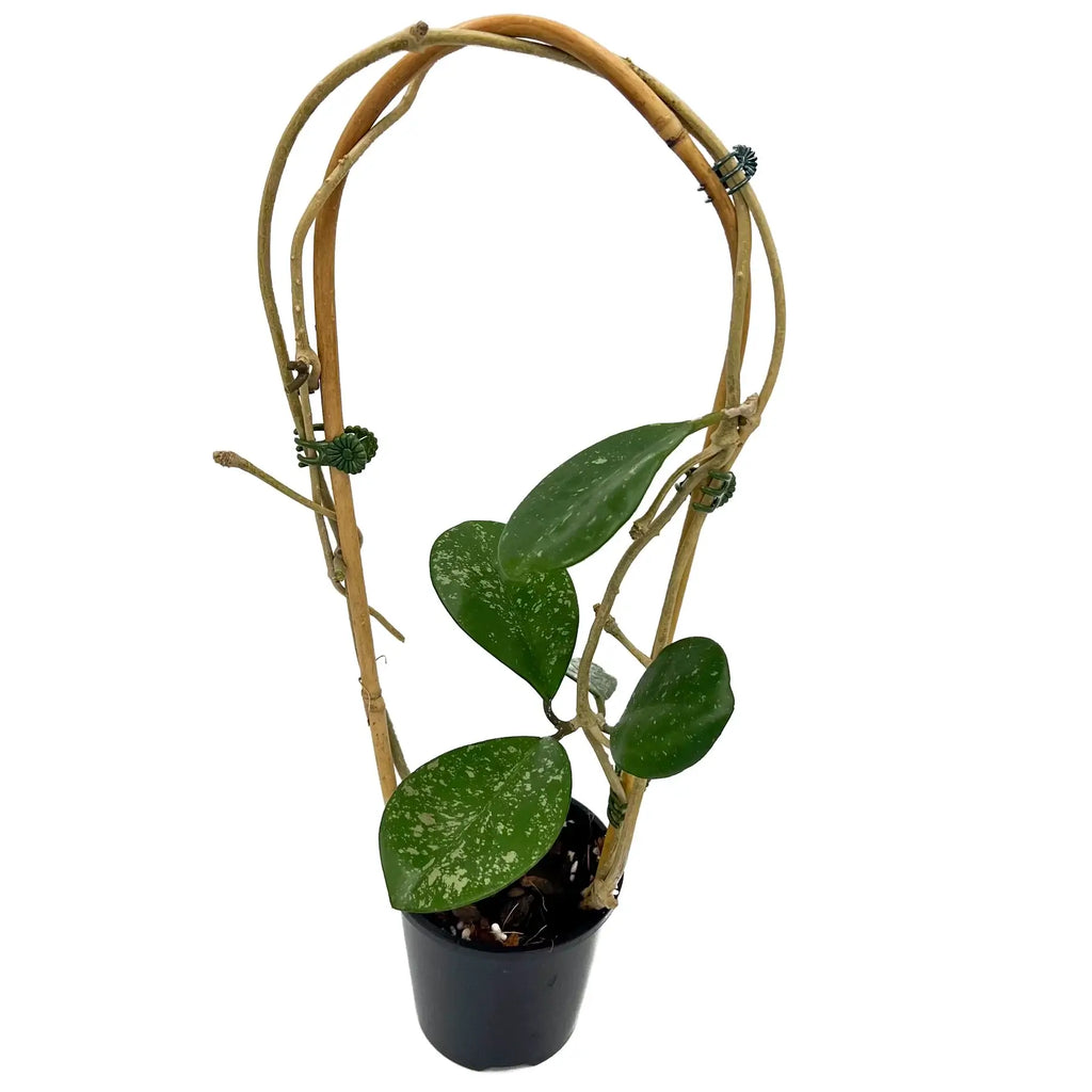 Hoya obovata (chimera) | Indoor Plant | Chalet Boutique - Australia