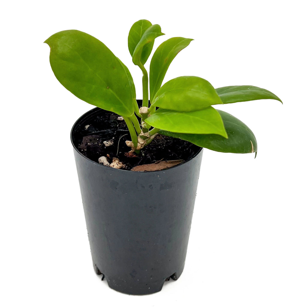 Hoya obscura | Indoor Plant | Chalet Boutique - Australia