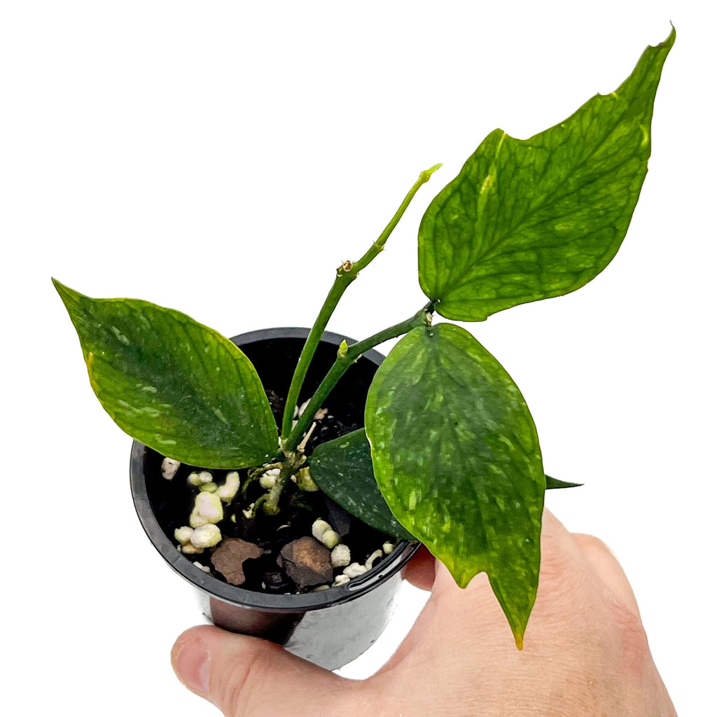 Hoya polyneura 'splash' | Indoor Plant | Chalet Boutique - Australia
