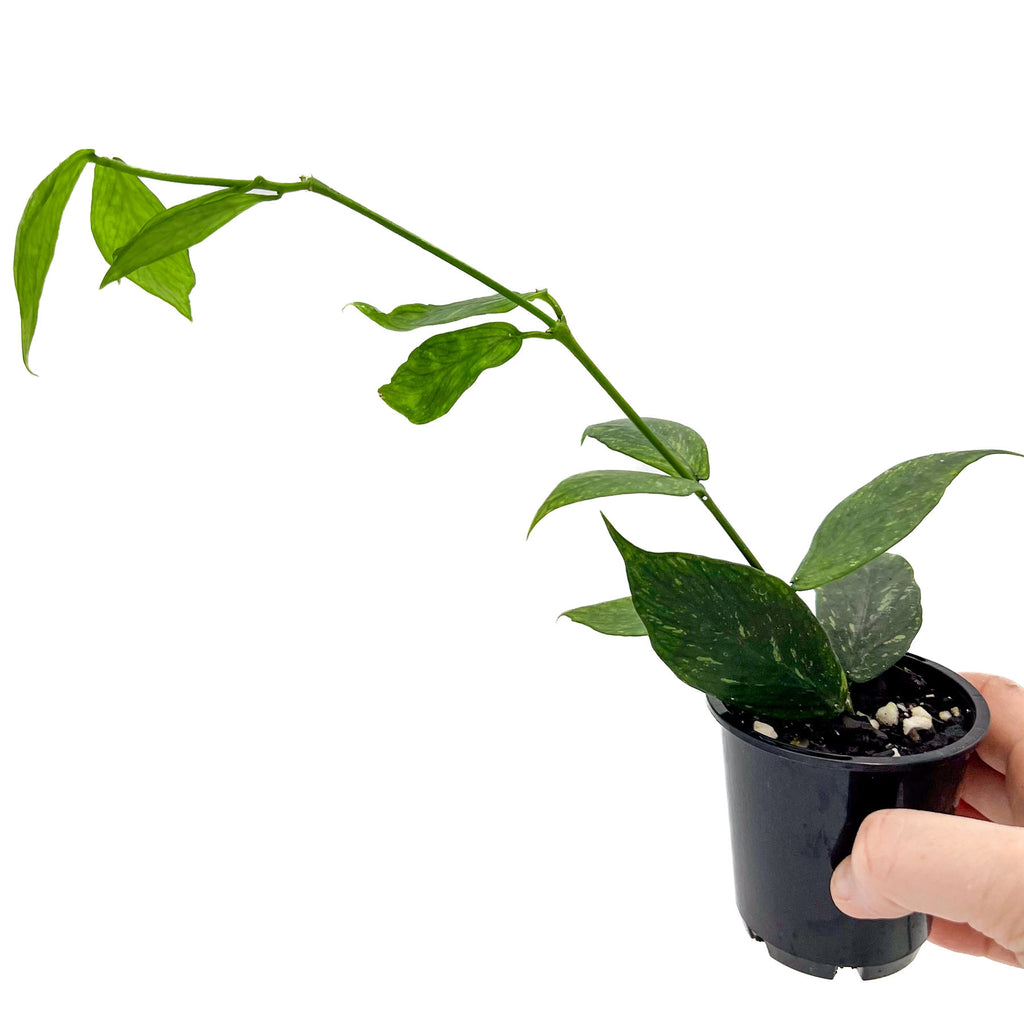 Hoya polyneura 'splash' | Indoor Plant | Chalet Boutique - Australia