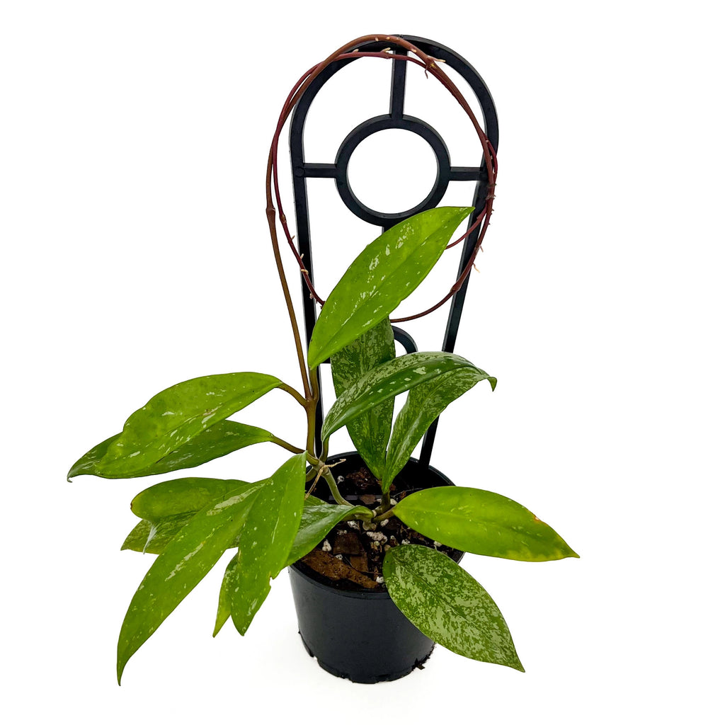 Hoya pubicalyx 'Royal Hawaiian' | Indoor Plant | Chalet Boutique - Australia