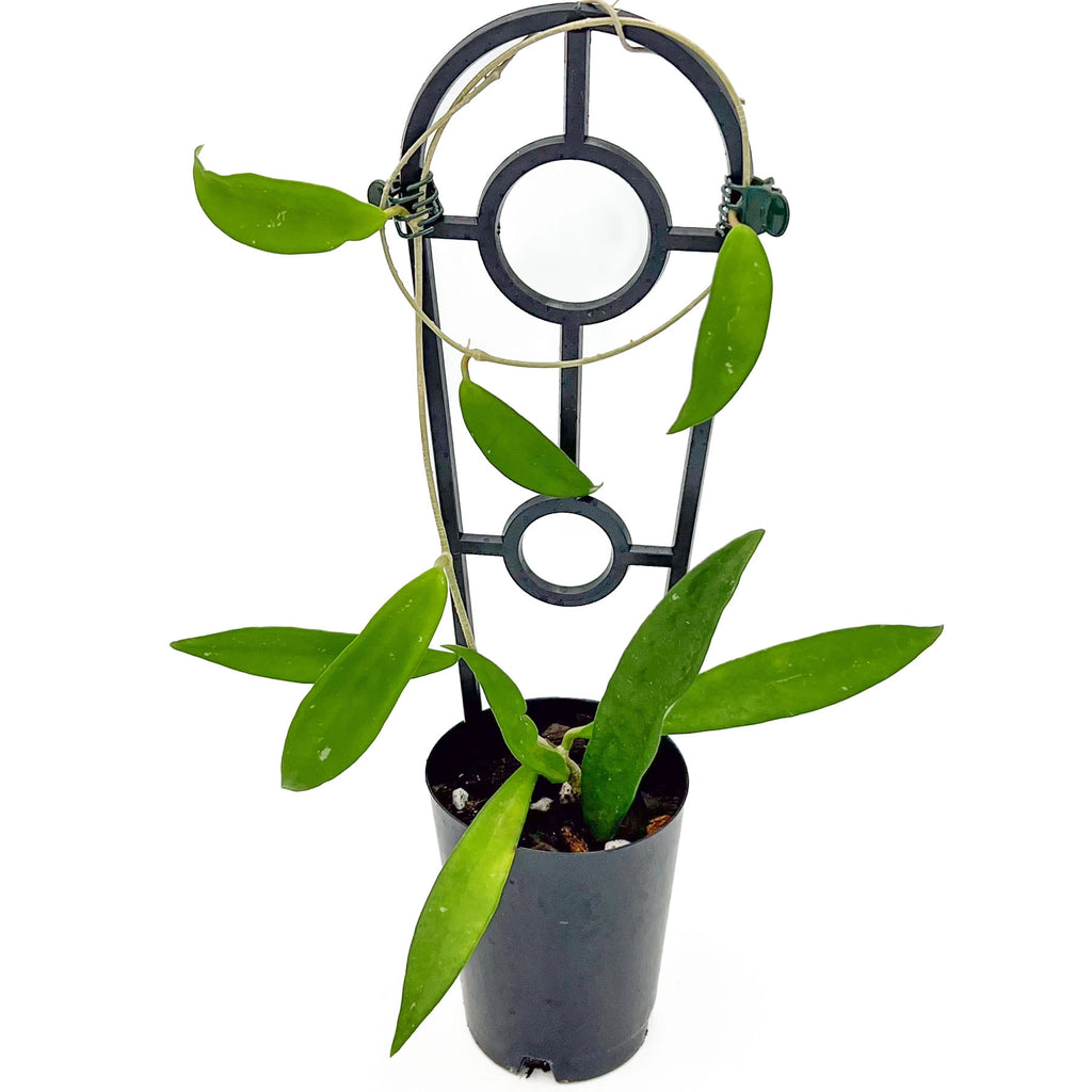 Hoya compacta Sweet Heart | Indoor Plant | Chalet Boutique - Australia