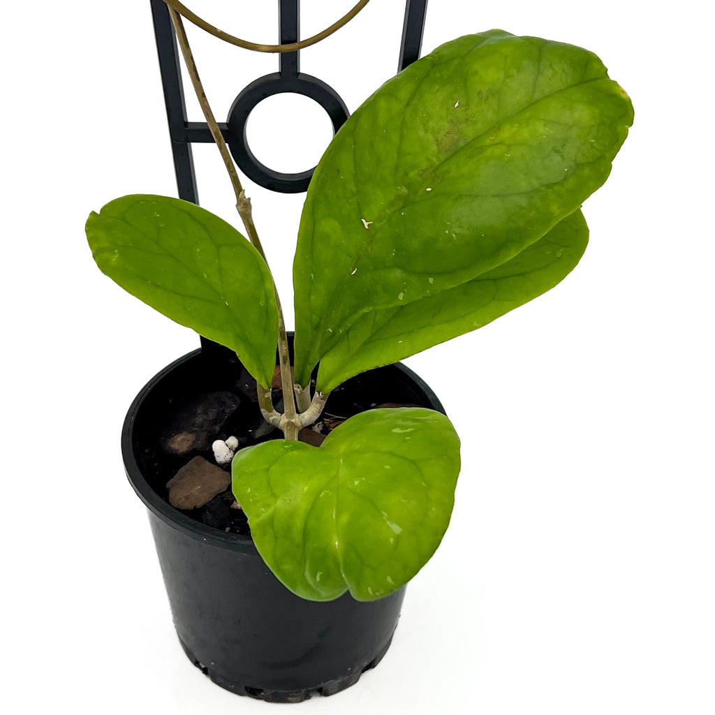 Hoya Viola | Indoor Plant | Chalet Boutique - Australia