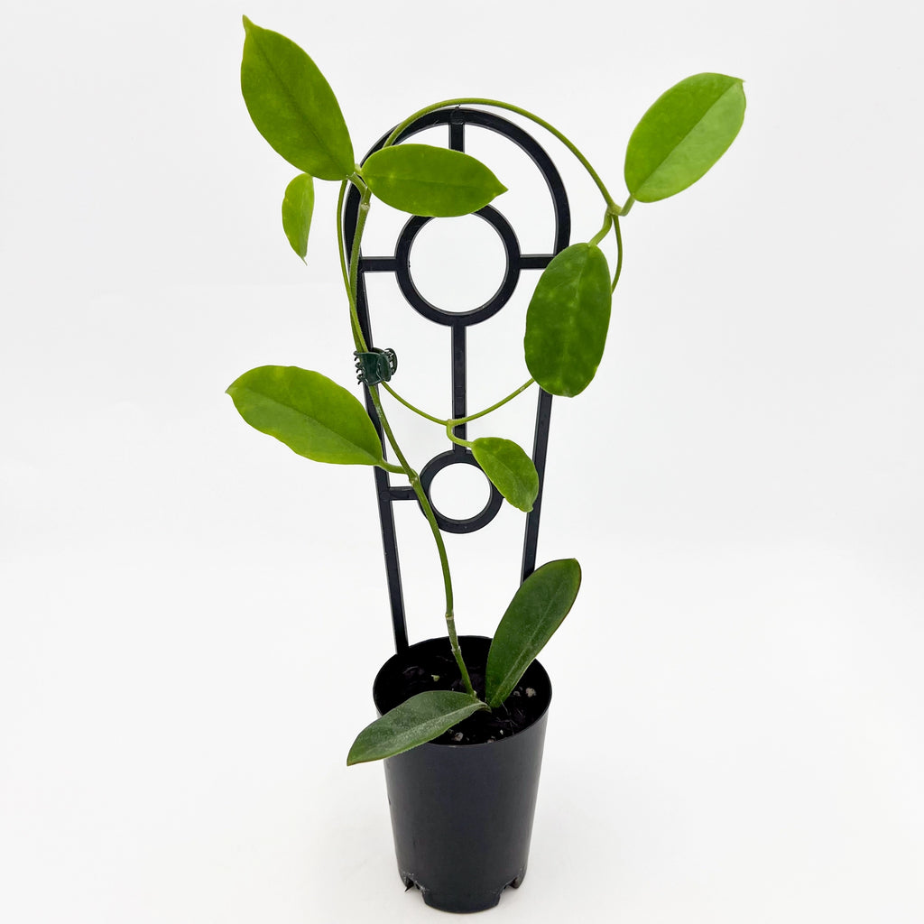 Hoya albiflora | Indoor Plant | Chalet Boutique - Australia