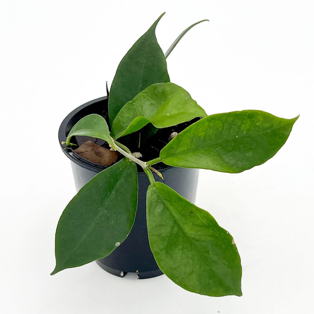 Hoya ischnopus | Indoor Plant | Chalet Boutique - Australia