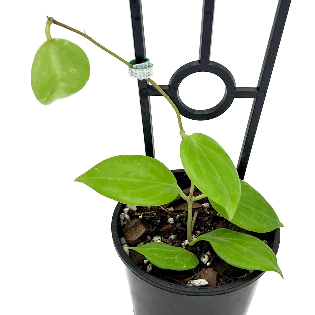 Hoya neocaledonica | Indoor Plant | Chalet Boutique - Australia
