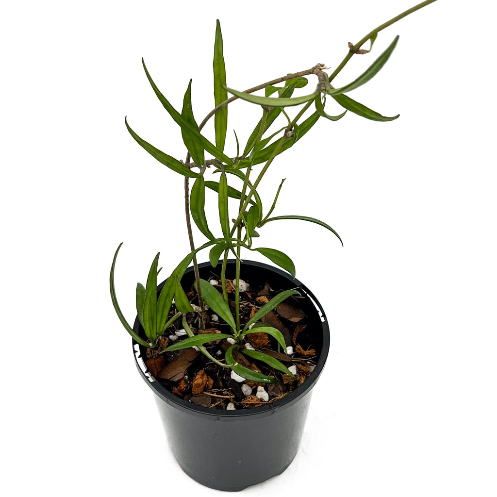 Hoya Pauciflora | Indoor Plant | Chalet Boutique - Australia