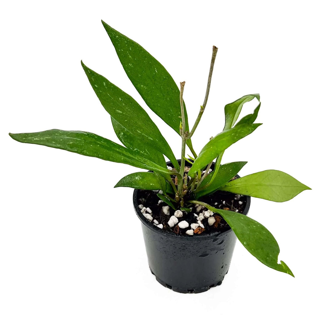 Hoya Pubicalyx Pink-Silver | Indoor Plant | Chalet Boutique - Australia